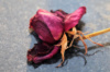 Сухая Роза от ТМ Хим Органик+: Природный Бальзам для Вашего Здоровья с Выгодной Скидкой!