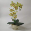 Штучна латексна міні орхідея преміум у бежевому керамічному кашпо на дві гілки жовто-салатова