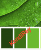 Краситель сухой концентрированный Зелёная листва