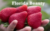 Саджанці полуниці Флорида Бьюті(Florida Beauty) (ЗКС) в горшках 0.25л - 0.3 л