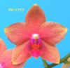 Phal Orange Smile 1.7 (мох)