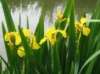 Ирис болотный желтый(Iris pseaudacorus)