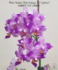 Підлітки орхідей від Міккі. Phal. Hualien Pink Galaxy (peloric) Ціна дійсна для передзамовлення