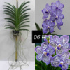 Special Collection Pda. Omar Padron ‘Indigo Blue Spots’ ( Robert’s Delight × Mimi Palmer)