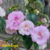 0-047 BriD's Engel