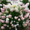 Гортензия метельчатая «Сандей Фрайз» Sunday Fraise