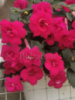 0-210 RF's Berry Sweet