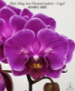 Підлітки орхідей від Міккі. Phal. Ching Ann Diamond (peloric - 2 eyes) Ціна дійсна для передзамовлення