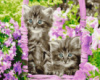 Картина за номерами «Кошенята у кошику» 40х50см