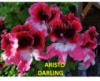 26. ARISTO DARLING