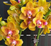 Phal Lioulin Orange метелик ароматний,1.7 (мох)