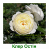 Роза троянда Клэр Остин Claire Austin саженцы купить в Украине