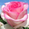 Троянда чайно-гібридна «Дольче Віта»