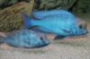 голубой дельфин (Cyrtocara moorei) 3-3,5см