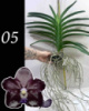 NEW ! ТЕМНИЙ ЛИЦАР, чорна ванда . Papilionanda Corneels Cilliers Dark Knight No.109 - чорнильна ванда арома.