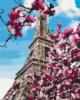 Картина по номерам «Цвітіння магнолій у Парижі» 40х50см