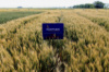 ДОСЛІДИ В АСКАНІЙСЬКІЙ ДСДС, 2020 р. ДОБРИВ PARTNER. Нестандартна схема живлення озимої пшениці.