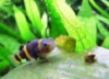 Бычок Пчелка или Шмель (Brachygobius doriae) 2-2,5см
