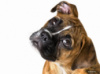 ​Что означает сухой нос у собаки ?
