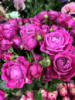 Троянда кущова, Замовити, купити Квіти. Доставка з магазину Ⓜ️ Оболонь Київ ♥️