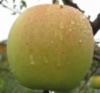 купить Украина Саженцы яблони «Голден делишес»