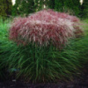 Міскантус “Roter Pfeil” (Miscanthus sinensis ‘Roter Pfeil’)