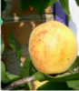 Персик-абрикос гибрид «Ромео»
