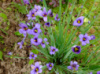 Сисюринхиум узколистный (калифорнийский ирис) (Sisyrinchium agustifolium 'Blue-Eyed Grass'