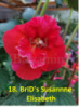 18. BriD's Susannne-Elisabeth