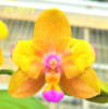 Phal Magic Autumn метелик 1.7 (мох)