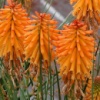 Книфофия Poko Orange
