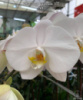 Підлітки орхідей від Міккі. Phal. Sogo Yukidian 'V3' Ціна дійсна для передзамовлення