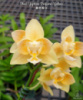 Підлітки орхідей від Міккі. Phal. Yaphon Perfume 'Yellow' Ціна дійсна для передзамовлення