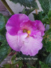 0-307 BriD's Annerose НОВИНКА