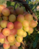 Виноград абрикосовий