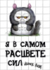 Цукрові картинки Ведмедик, Панда (2 варіанти)