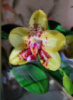 Phal Summer Lady (Arks Gold x Chang Maw Evergreen) воскові