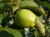 Цидолис ( гибрид айвы и яблони)/будет на осень 2021/