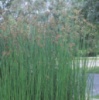 Камыш озерный (Scirpus lacustris)