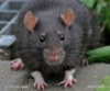 Уничтожение крыс на кондитерских складах
