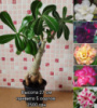 Адениум мультипрививка №14