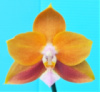 Phal Vigro ароматний 1.7 (мох)