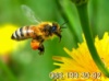 Советы опытных пчеловодов .БОЖЬЕ НАСЕКОМОЕ ИЗ КАРПАТ
