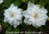 Клематис Dushes of Edinburgh