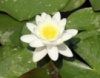 Нимфея альба (Nymphaea alba) (взрослое растение)