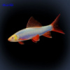 Лабео «GloFish» синий (Labeo frenatus)
