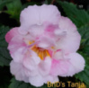 0-113 BriD's Tanja