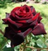 Троянда Блек Мейджик (Black Magic)