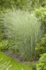 Міскантус “Morning Light” (Miscanthus sinensis ‘Morning Light’)