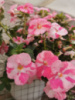 0-236 Royal Blush